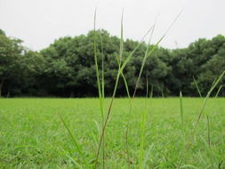 寻找暗处绿意：不见阳光的草地选择