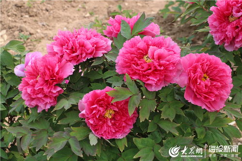 品种介绍， 有点儿复杂