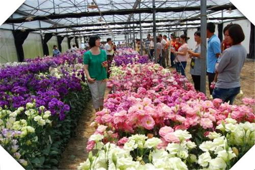 种植马齿苋在市场上销售能获得稳定的经济效益吗