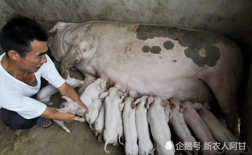 激发空怀母猪繁殖潜能