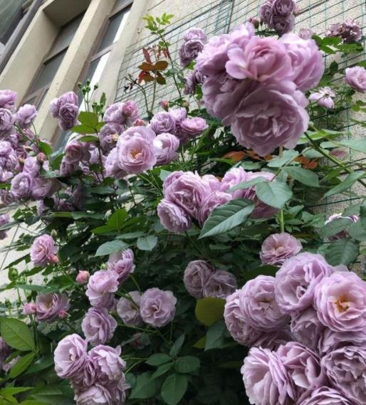 月季花的世界， 微型月季的精彩