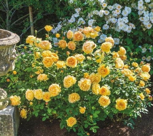 秋季地栽月季苗移栽，如何避免根部受损和保证成活率？