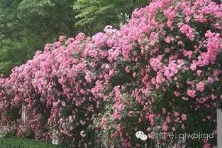 蔷薇花的坚韧之美