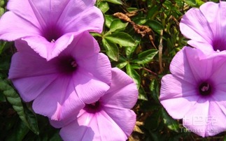 金龙月季的美丽风采