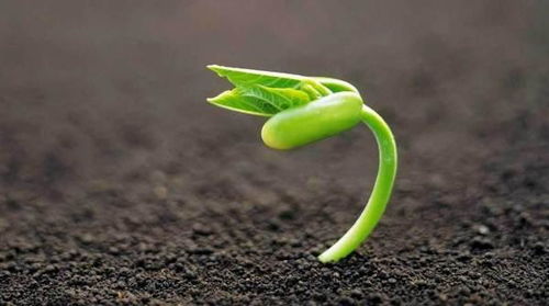 皂角种子嫩发芽，但得懂门道！