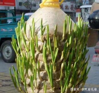 2. 蒜:自家种蒜, 比买的还新鲜