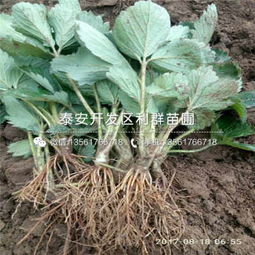 草莓苗种植：封地面除草剂的选用攻略