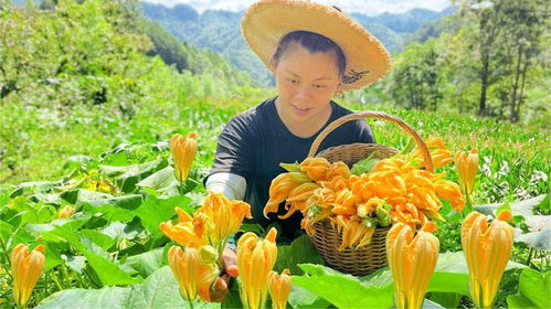 饭瓜花的采摘与处理