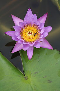 花朵数量与生长环境的关系