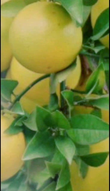 碱性水果有哪些？柠檬能算吗