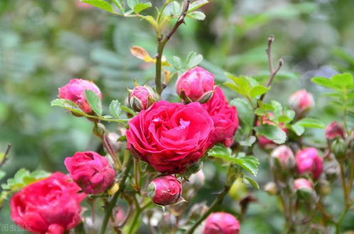 海棠花：高雅有品位的选择