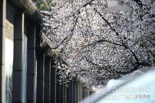 红叶李开花，你有没有被它惊艳到