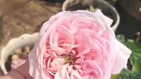 莫妮卡戴维月季：花美香浓，复花快，抗病强？我来告诉你