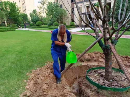 红豆草水淹后，及时排水、施用生根剂