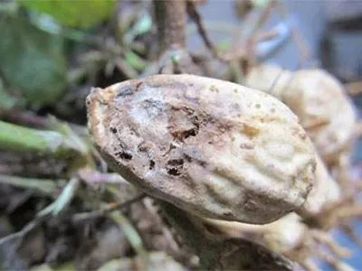 仙人掌烂根烂茎：探究原因与预防措施