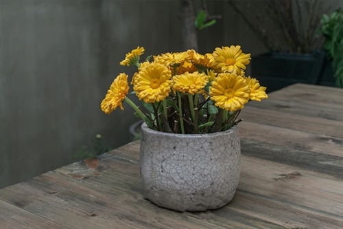 秋天让花草为你增添色彩！