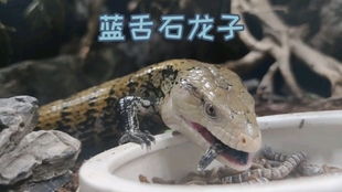 蜥蜴功效显著，但食用需谨慎