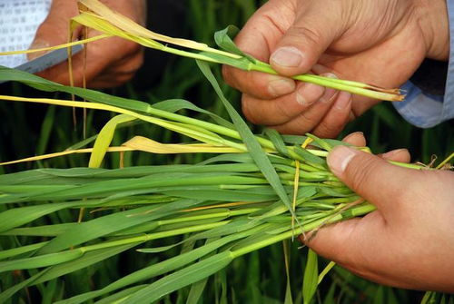 打药次数，多种因素影响