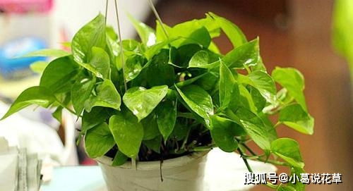 苹果叶子形状揭秘：是啥模样滴？