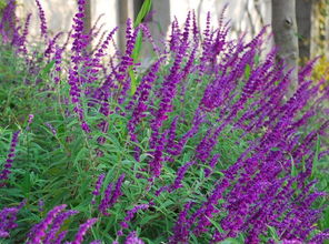 百科时间：植物生长的奥秘