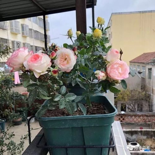 月季花， 耐寒小嫩手