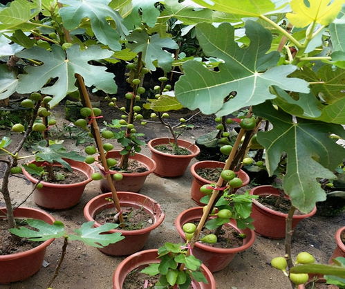 无花果树，一种既美观又实用的室内植物