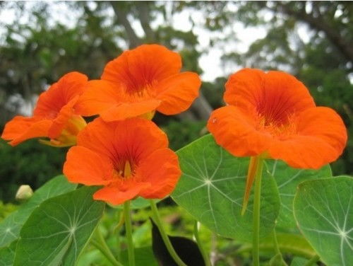 旱金莲花根系问题，为何迟迟不开花