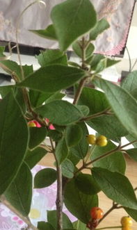 大红色的草本花品种大揭秘