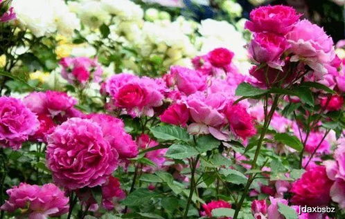 推荐几种适合北方冬季种植的月季品种