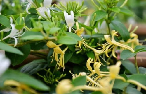 金银花：好养活， 越养越喜欢