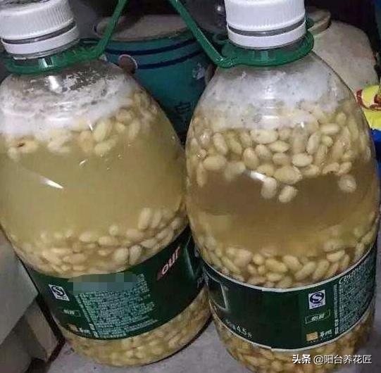 引入EM菌剂，建立良性微生物环境