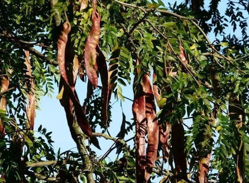 黑龙江嫩种植耐寒皂荚树吗？实测报告揭示真相！