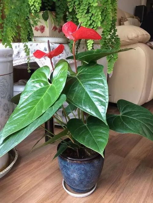夏天红掌叶子发黄怎么办？有哪些补救措施可以恢复其生机