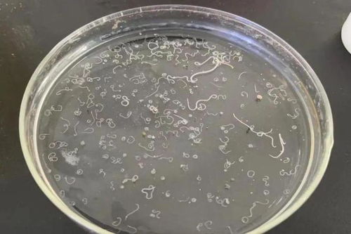 甲拌磷：根结线虫的克星？