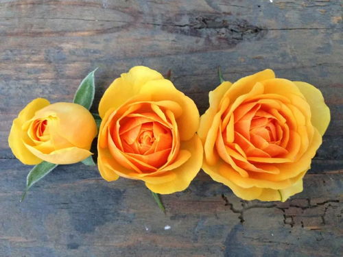 金无限Jinfinity的花期揭秘