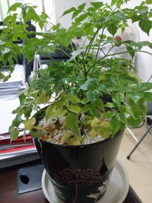 植物也有“失败案例”