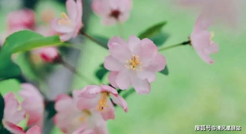 花开满地，好事否