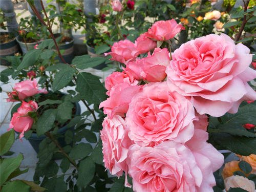 月季花长花苞，肥料施用有讲究