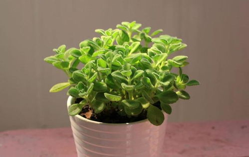 碰碰香：一碰就香，心情也舒畅