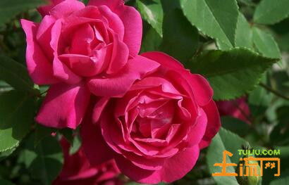 月季花在安庆的象征意义