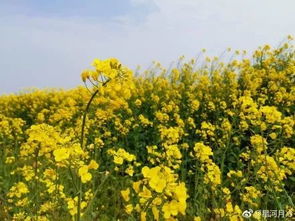 油菜花， 婺源的网红打卡地