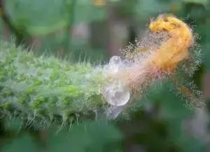 腈菌唑福美双的详细信息