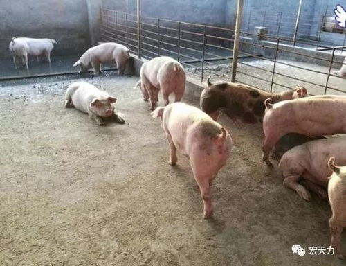 野生动物饲料中是否含有对特定物种有益的微量元素？