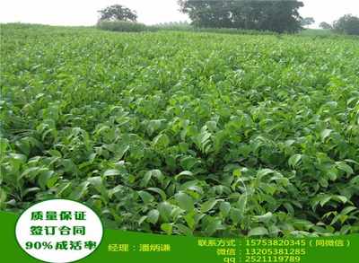 湖南最大茶油种植基地：获取顶级茶油树苗的秘诀！