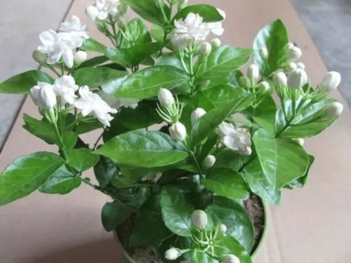 茉莉出芽后如何科学养护才能使其茁壮成长
