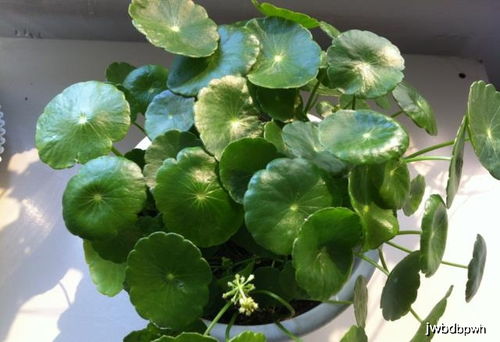 养铜钱草，轻松避免叶片变软和枯萎