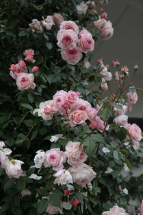 花篮中的奥斯汀玫瑰