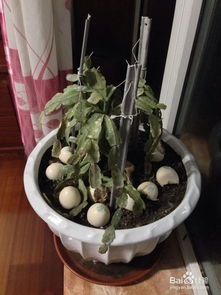散尾葵冻伤干枯怎么办？如何挽救这株美丽的植物