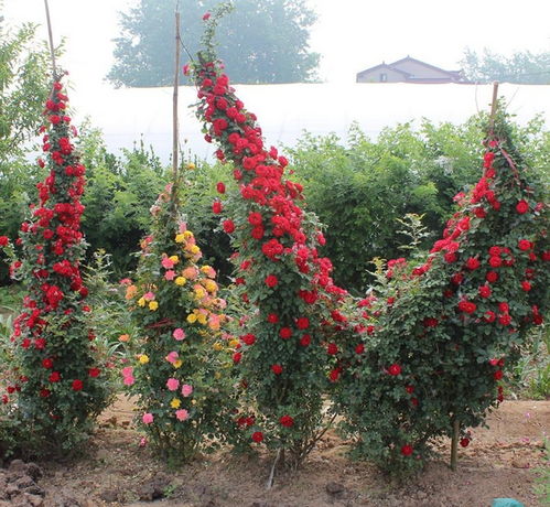 月季花的世界：藤本月季的排名大揭秘