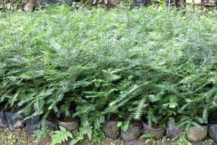 种香榧， 其实是在养个挑嘴的祖宗